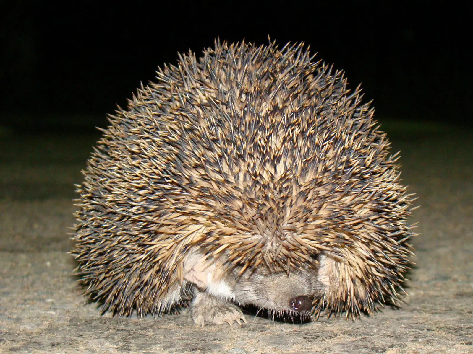 hedgehog's quills