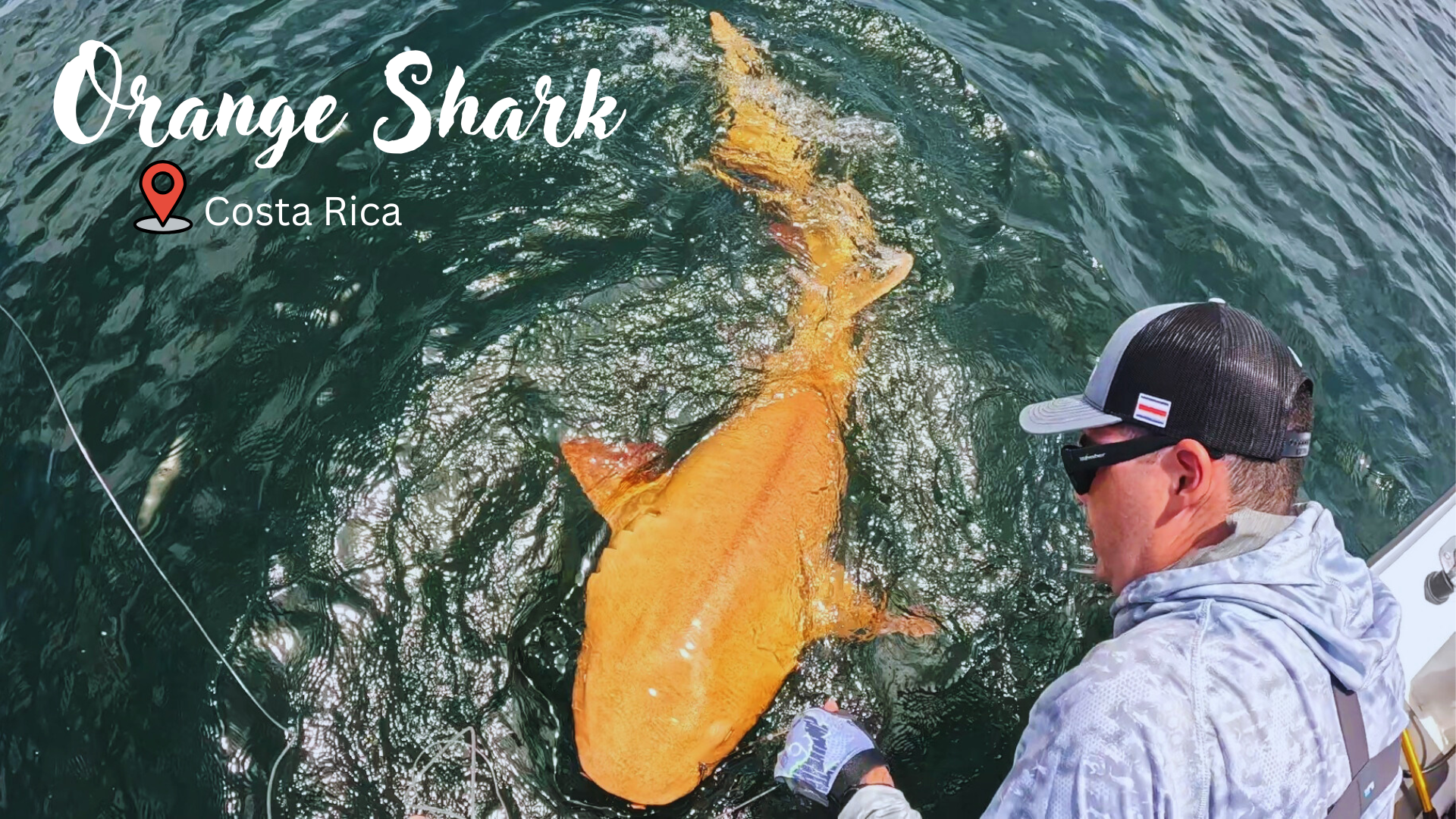 Orange Shark