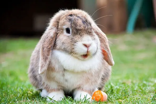 Rabbit Pet Insurance