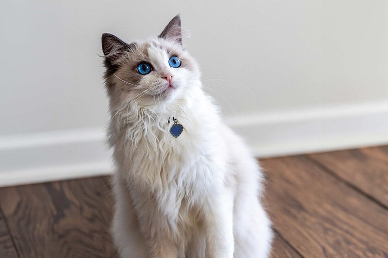 What is the reason behind the ragdoll cat price in USA 2026 is so high?