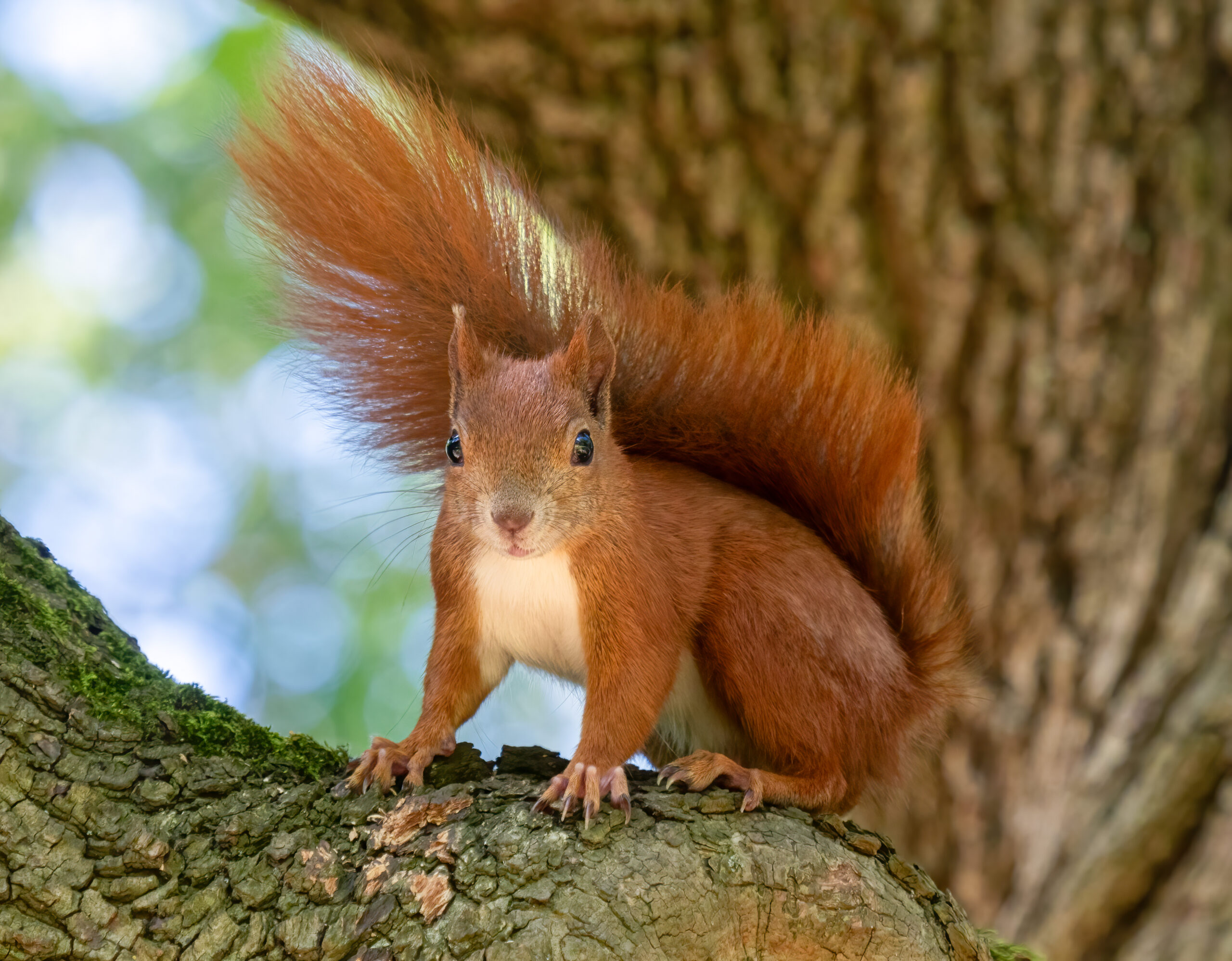 squirrel's lifespan