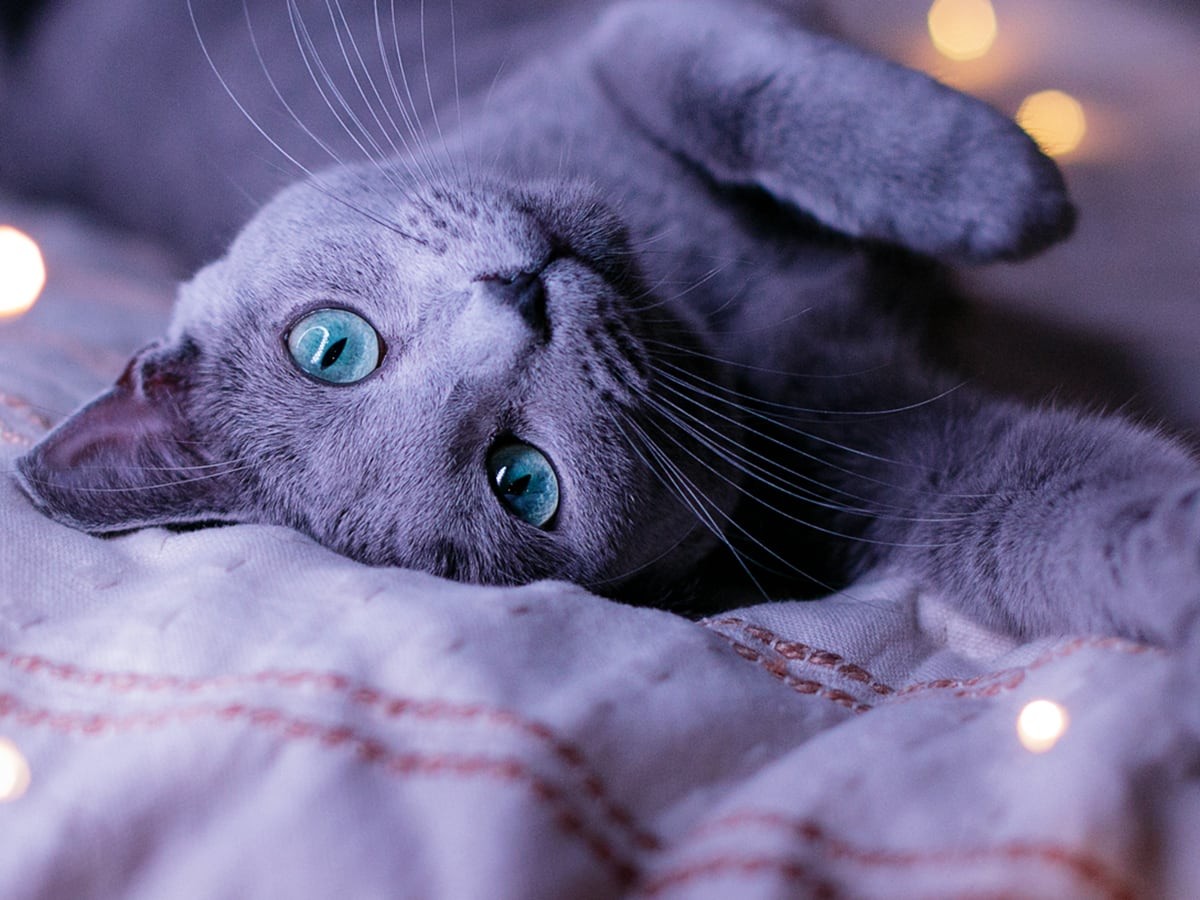 Russian blue cats