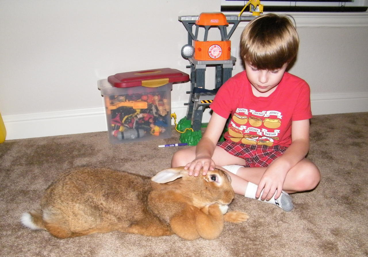 flemish giant rabbit