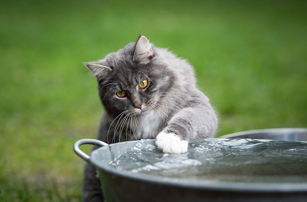 Maine coon cat