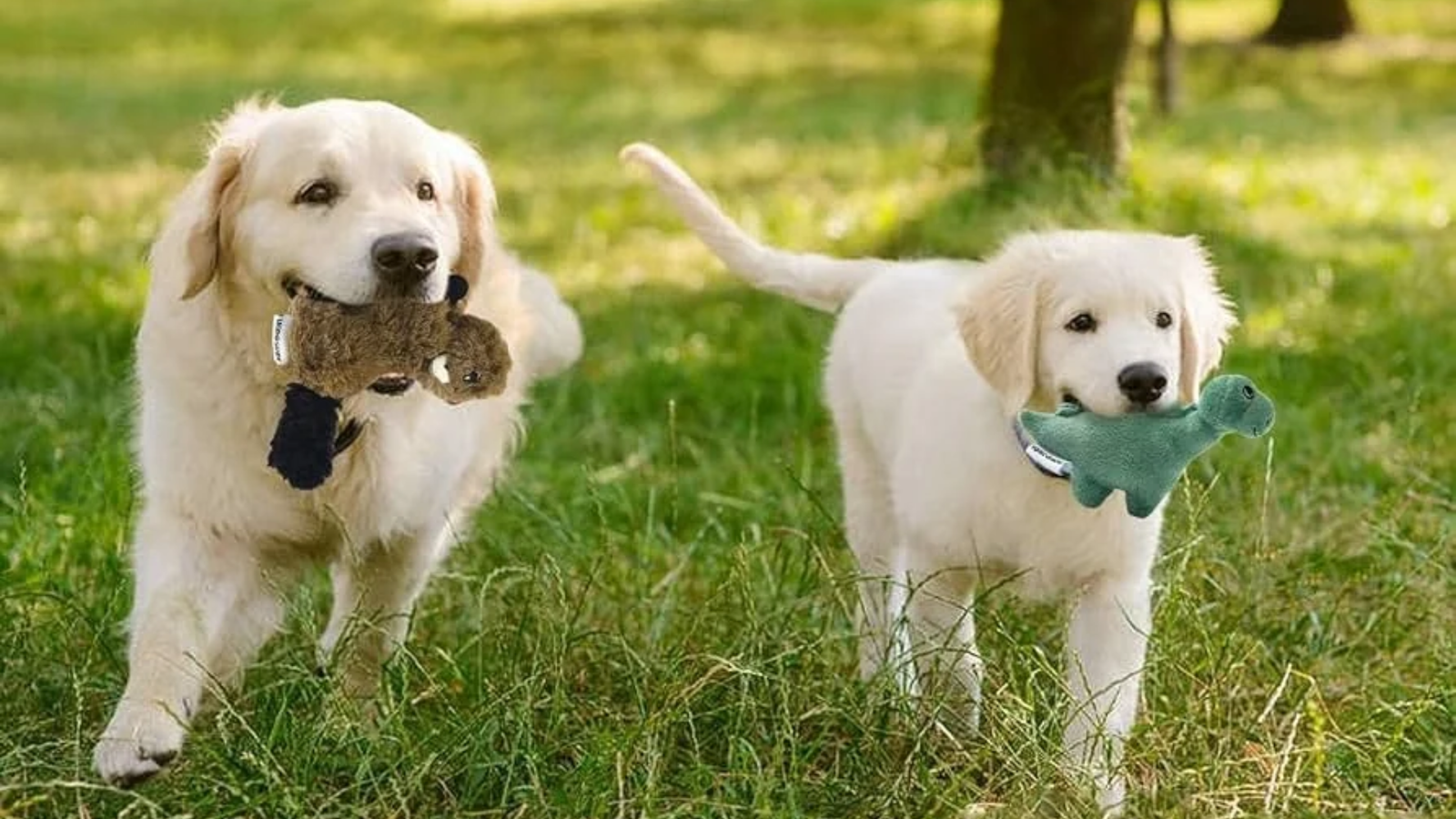 Best toy for pets: An acquaintance