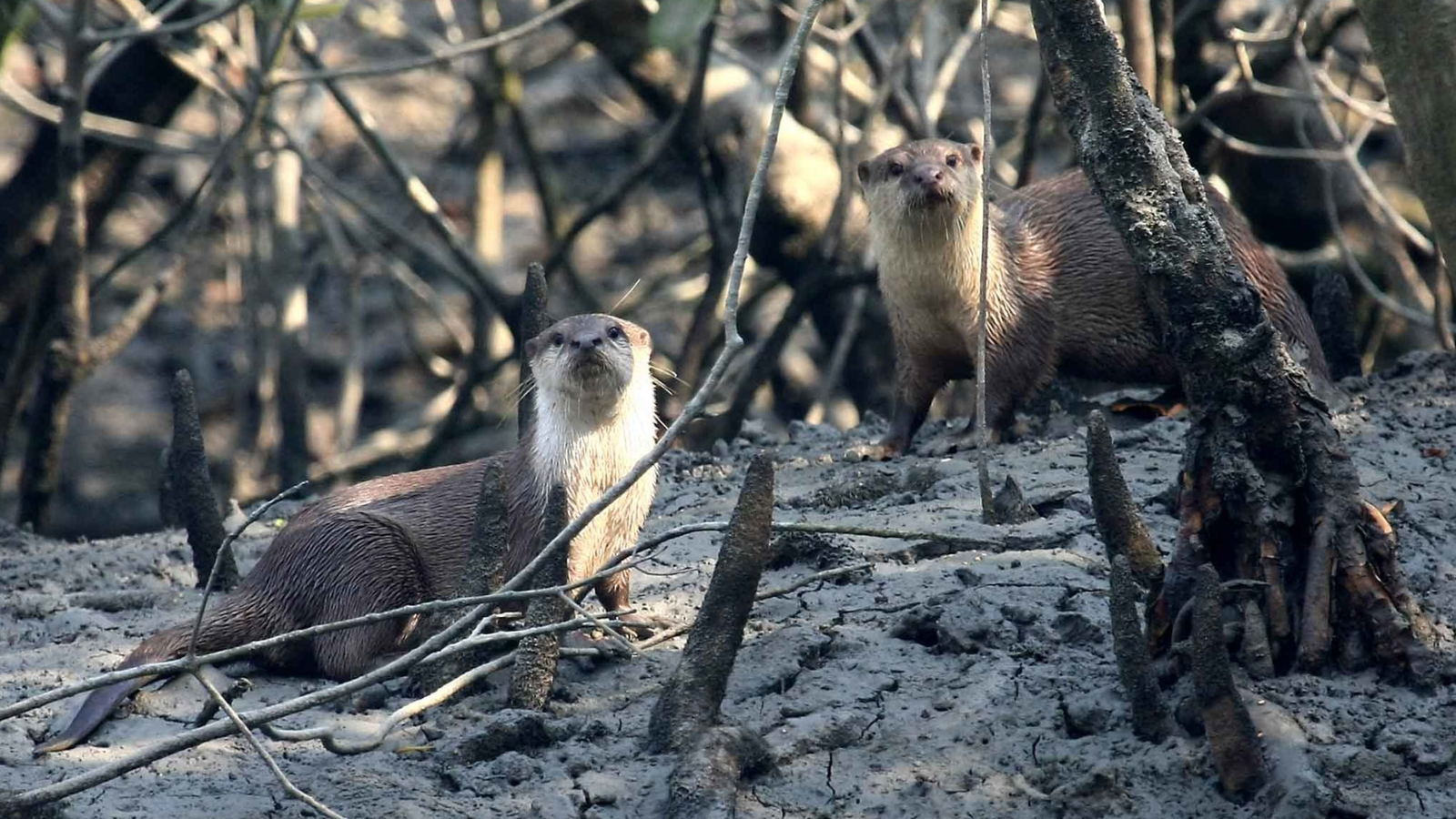 The link between viral otter videos and illegal wildlife trafficking...