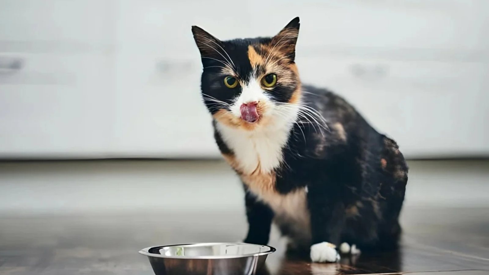 Home-made Cat Food Recipes: Are they safe?