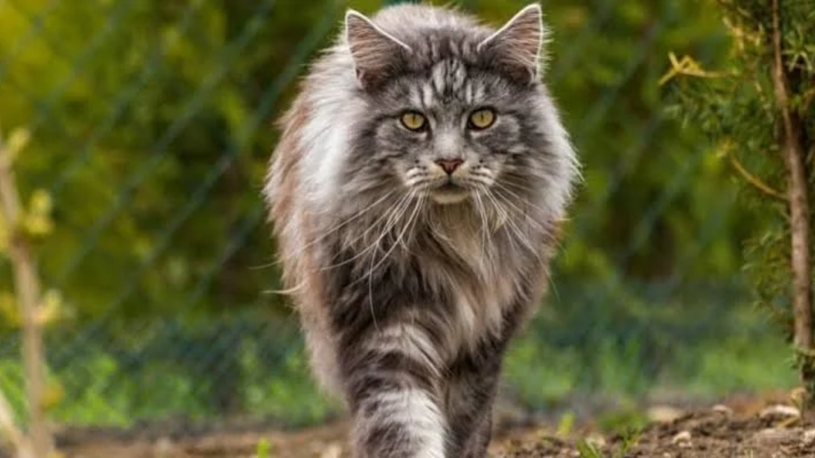 If you are interested in Maine coon cat facts, You can read this: