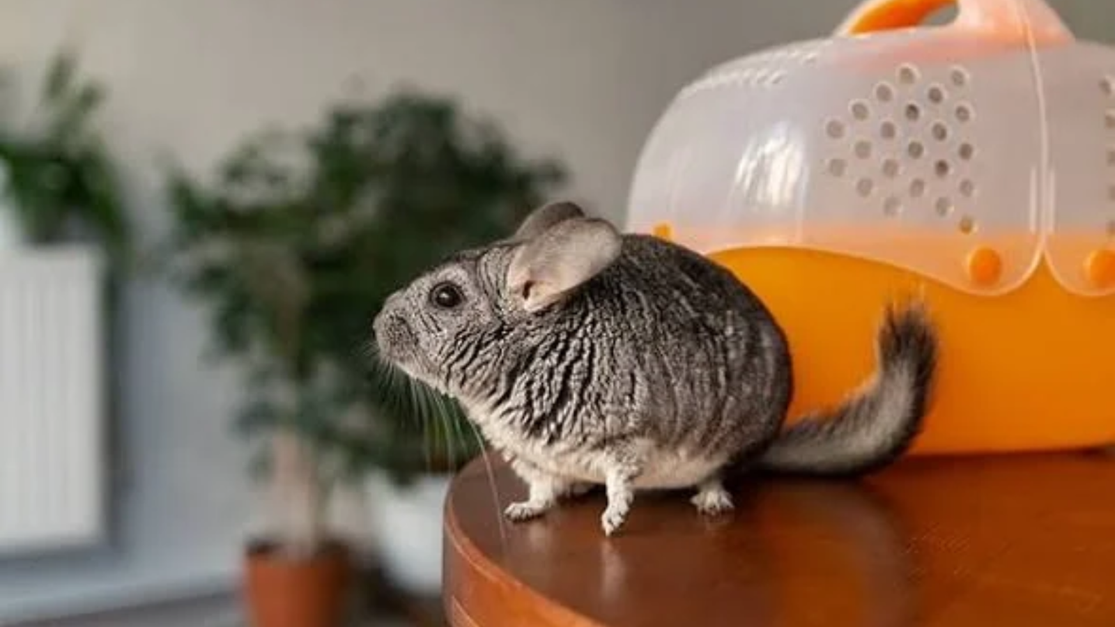 Chinchilla's Stress and Anxiety is a main concern: