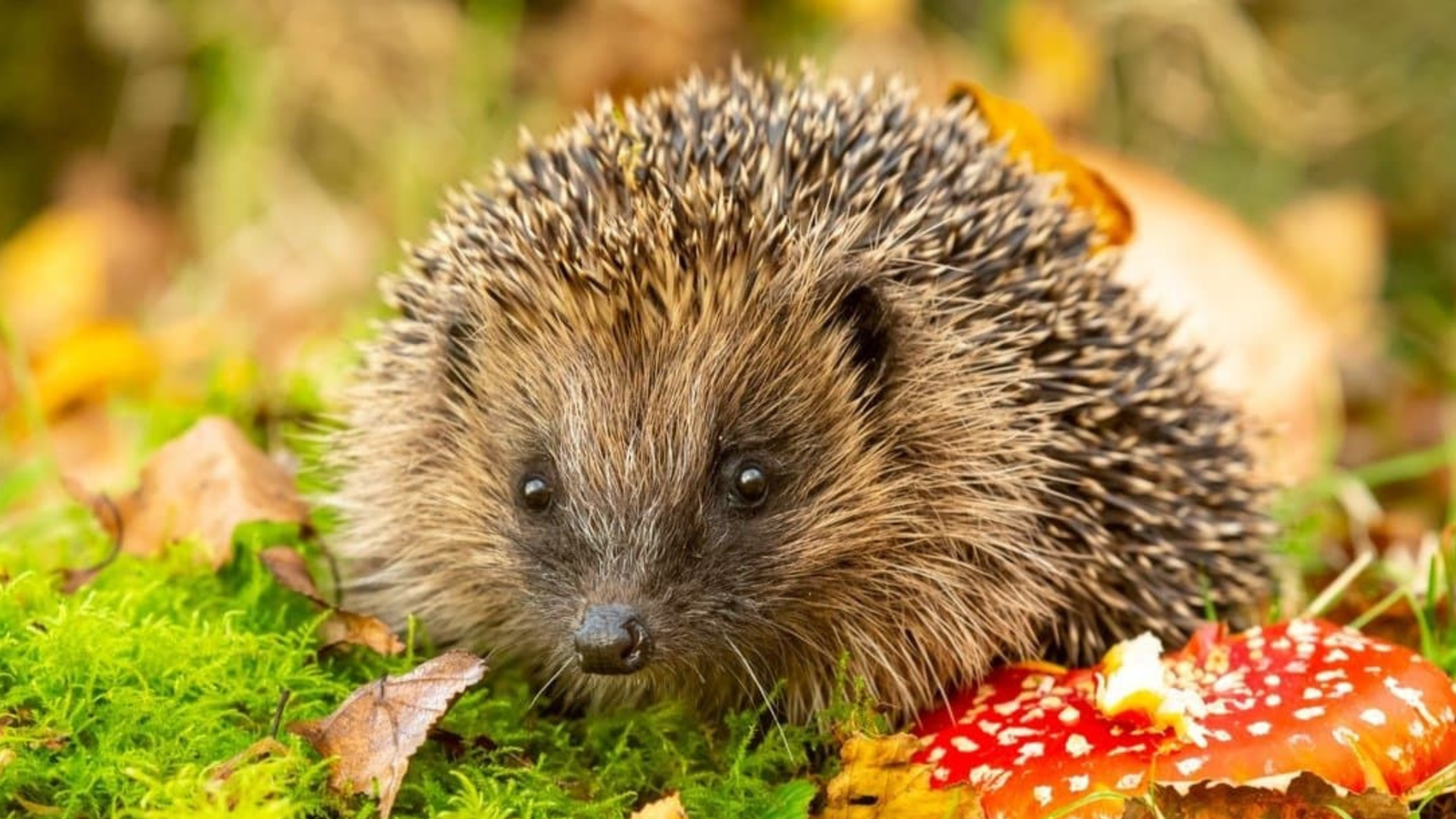 Hedgehogs' nocturnal behavior helps them adapt to their environment