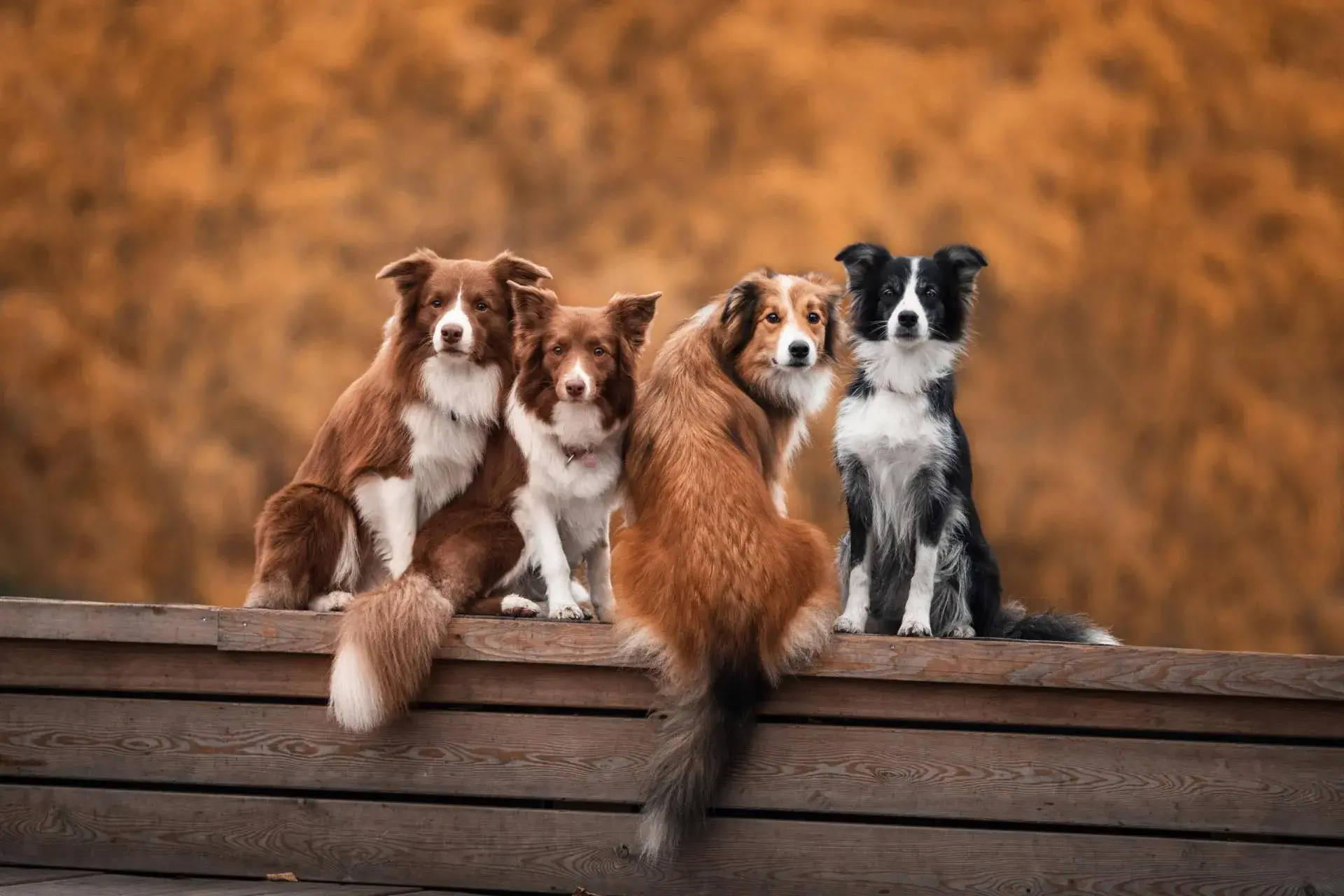 Pet Care Brands in Canada