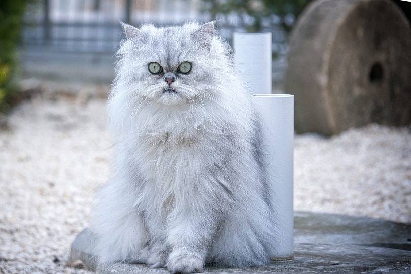 Persian Cat Price in USA