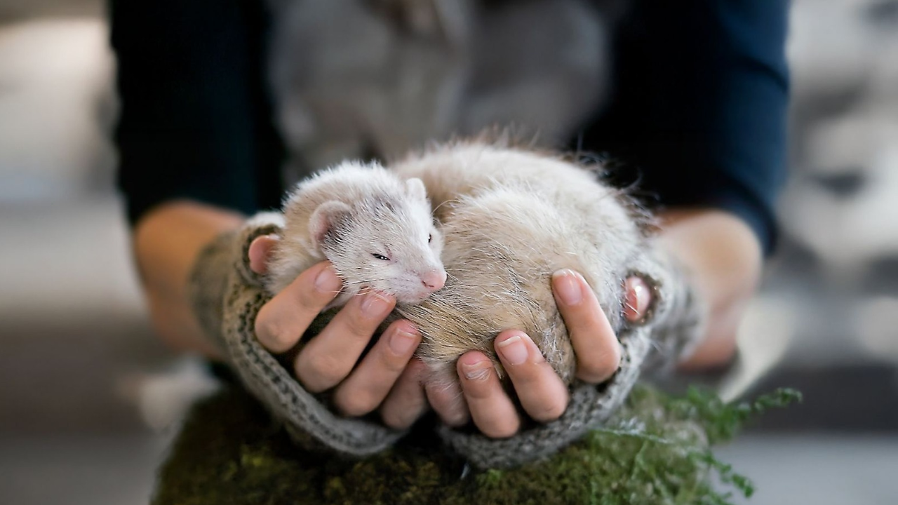 How to Care for a Pet Rat?