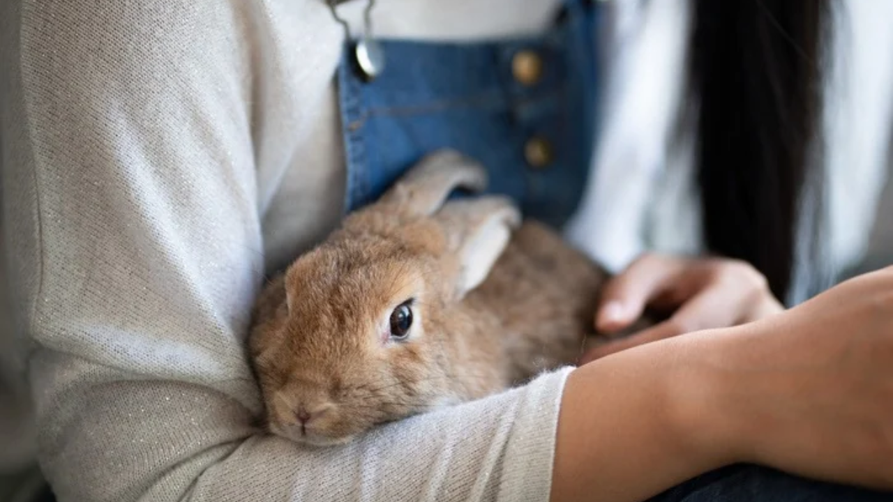 How to bond with your pet rabbit ?