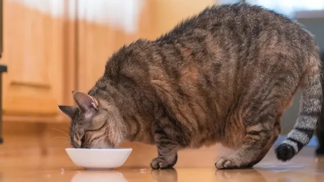 How to tell if your cat is overweight?