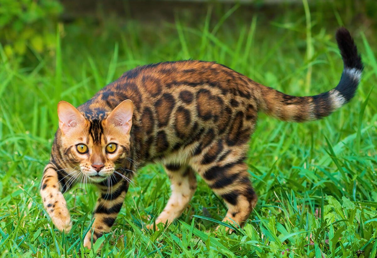 You should know how much is the price of bengal cat in USA 2026?
