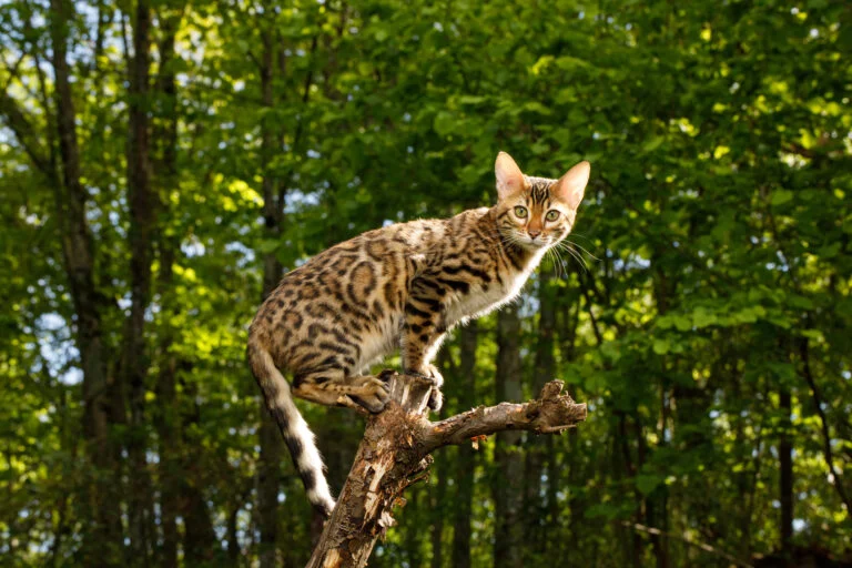 Did you know that bengal cats is also known as a “Miniature Leopard”?