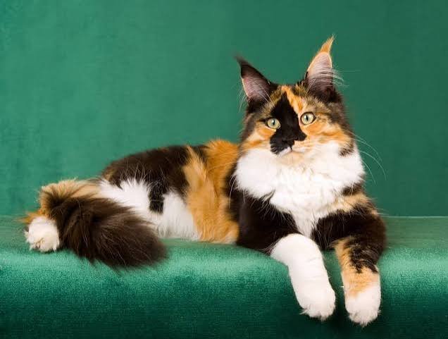 Calico cats considered the luckiest cat breed in the world