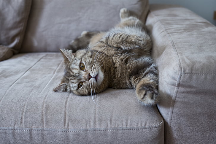 Cat-Friendly