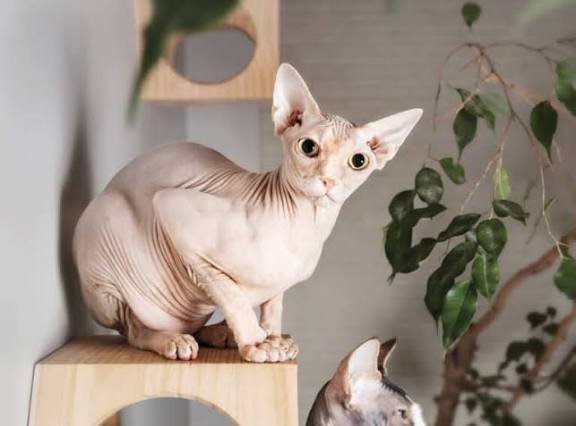 Do you really think that "Sphynx" cats are hypoallergenic'?