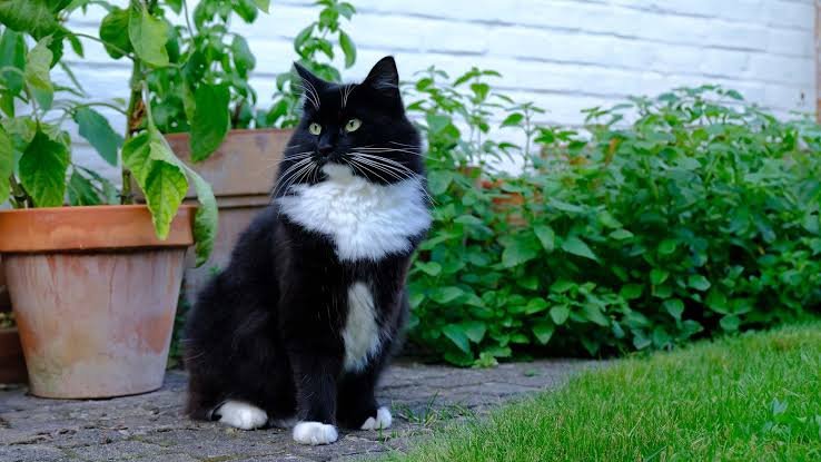 Are Tuxedo Cats Rare? Everything You Need to Know about them :