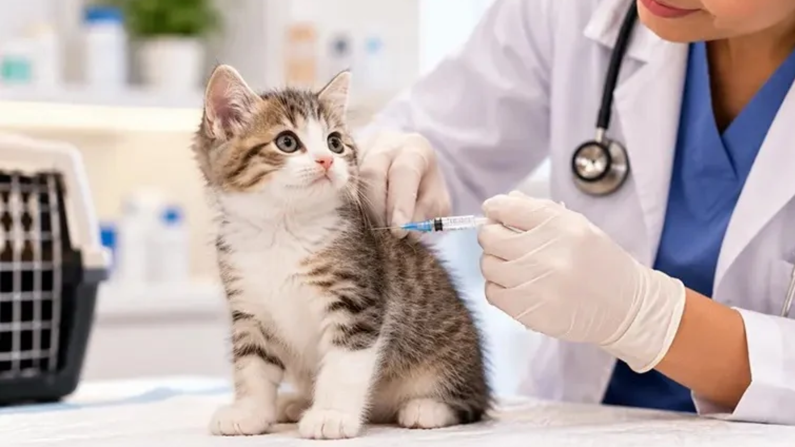 Do you know the vaccination schedule for cats?