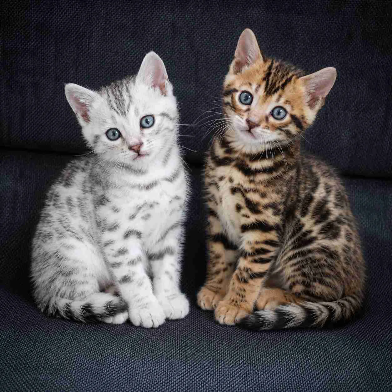 Top 10 reasons why bengal cats are so popular in the U.S.