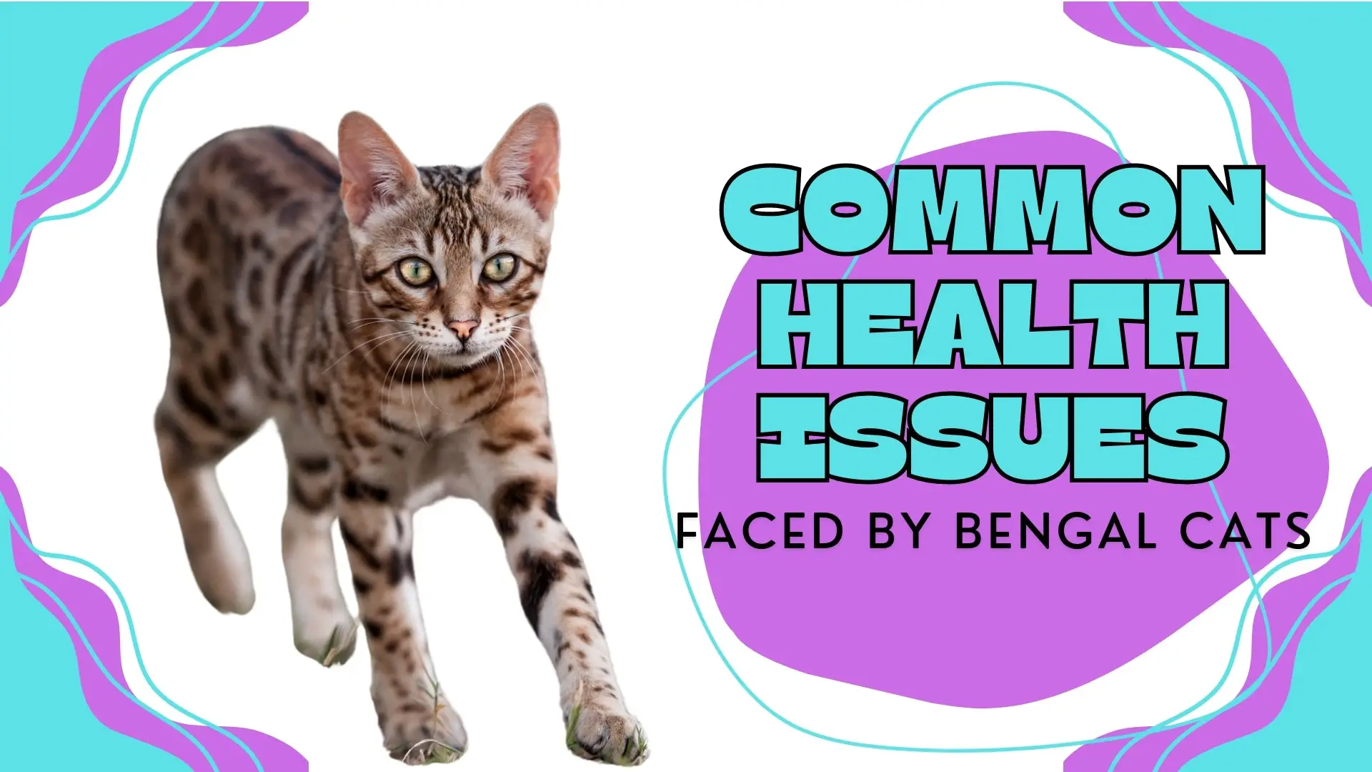 lifespan of bengal cat