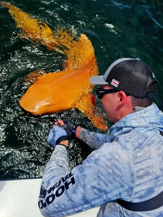 Fishermen Pulled In an Orange Shark Off Costa Rica : Latest News
