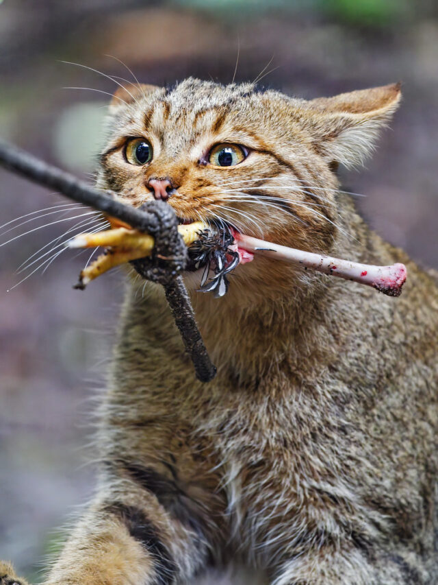 Do you know the best diet for indoor cats?