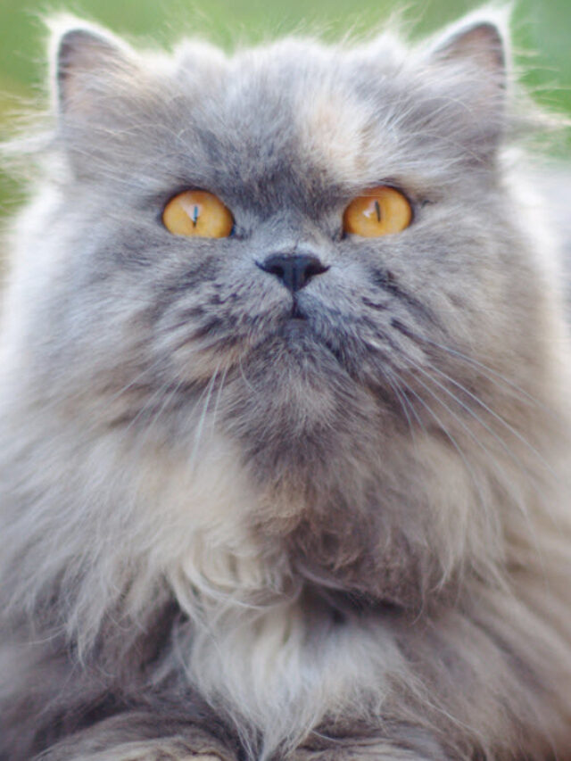 Persian Cat Price in USA : Depends on the colour and health