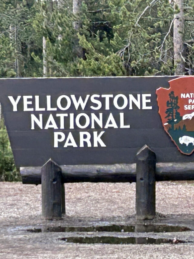 Why are the bison in Yellowstone National Park called ‘Ecosystem Engineers’?