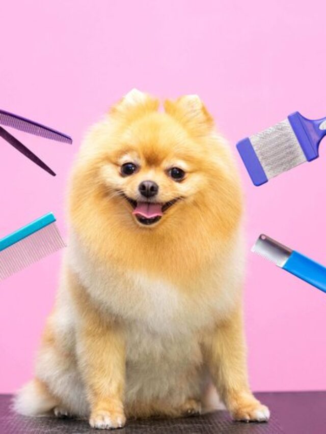 Do you know what is the important tips of the DIY Natural Grooming Products for Pets…