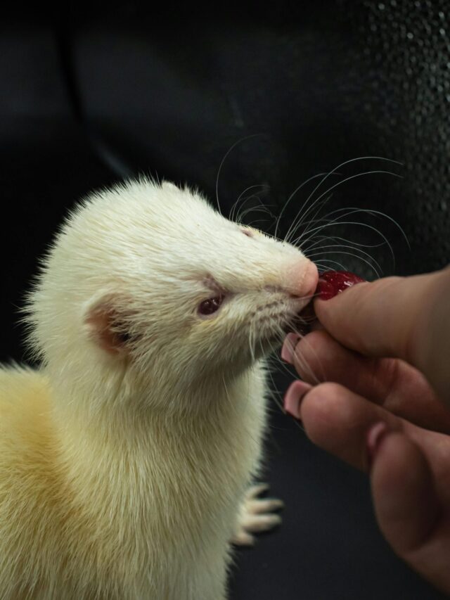 Affectionate Nature of Ferrets: Knowing this, you will happily bring home a ferret today !