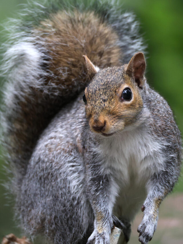 Do you know Why do squirrel’s lifespan increases in captivity than wild life?