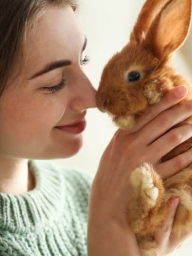 Beginner’s Guide to Rabbit Pet Insurance: Everything You Need to Know