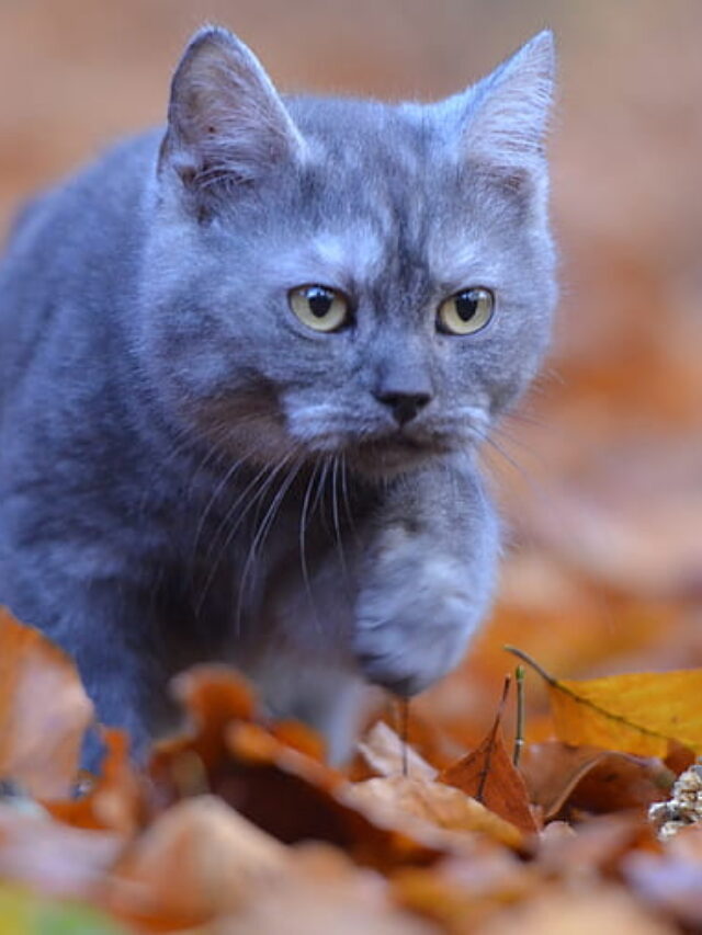 Do you know what is the history & origin of the Russian Blue Cats: From Russia with Love