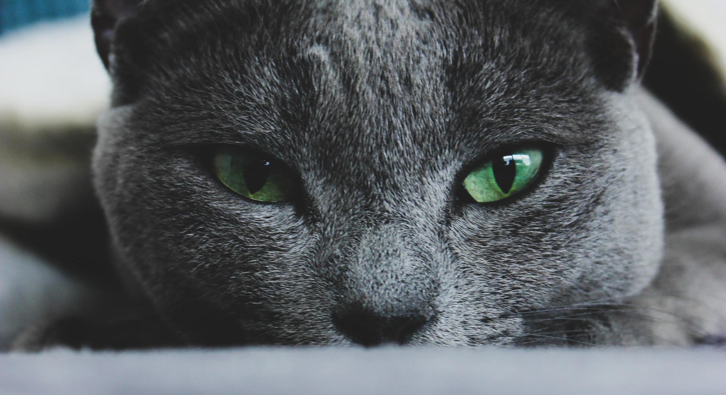 Russian blue cat price in USA