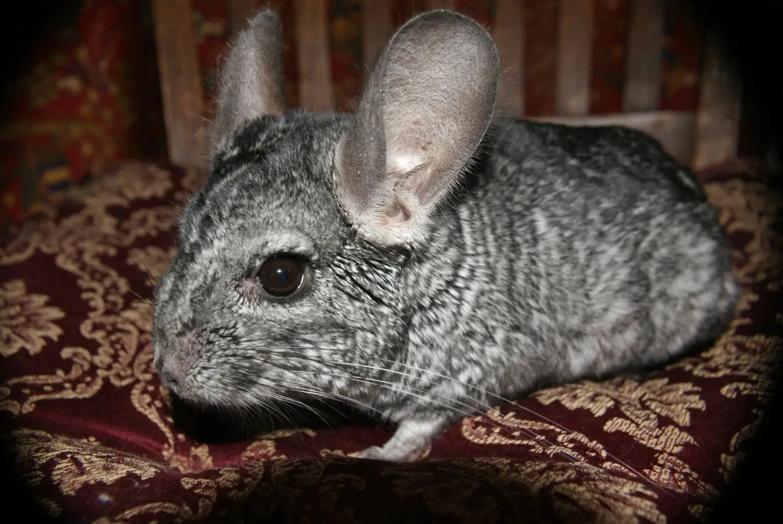 chinchilla's eyesight