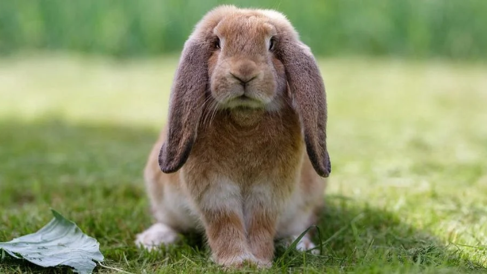 Flemish Giant rabbit can be a good pet if you know their advantages and disadvantages.