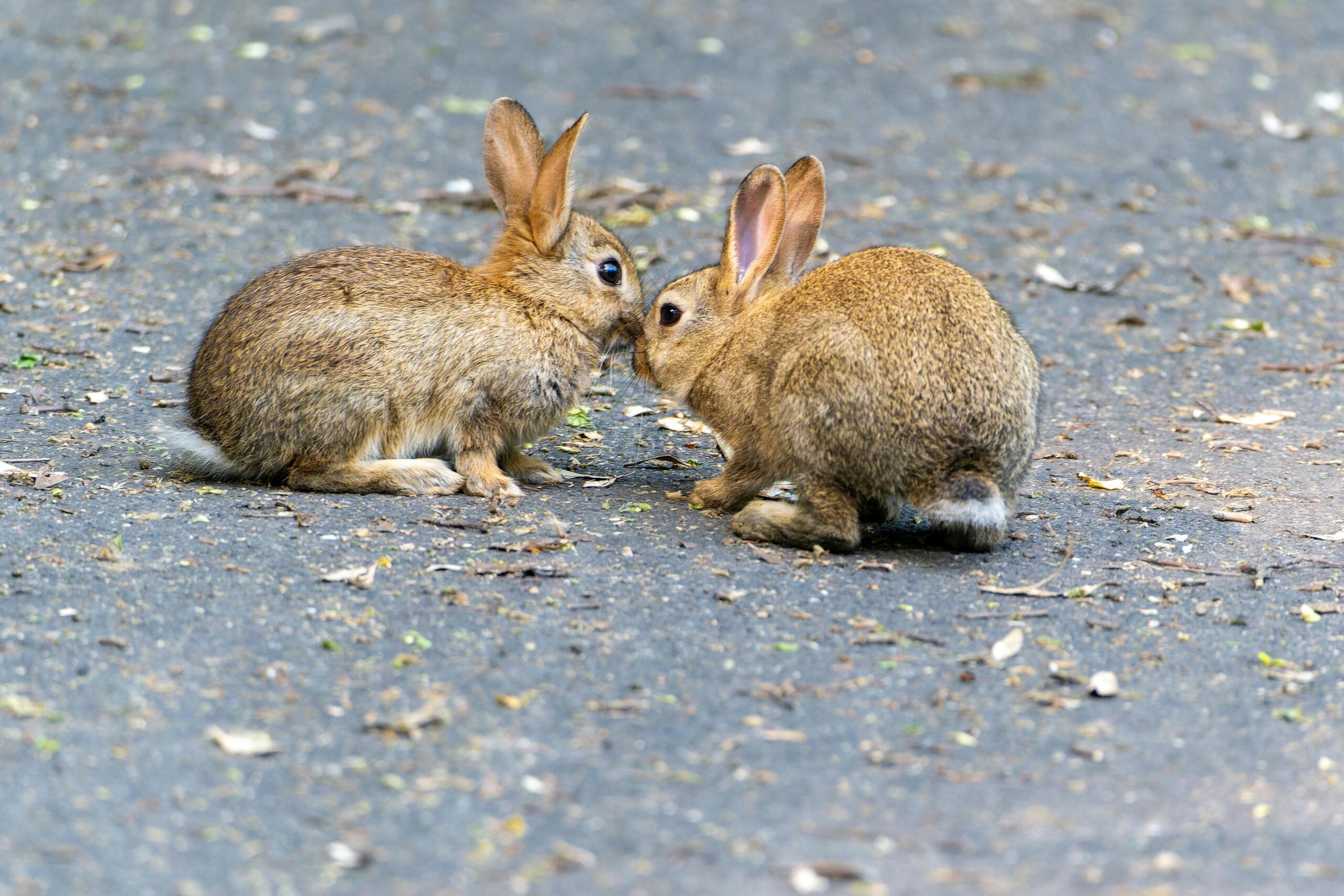 Best rabbit pet insurance plans