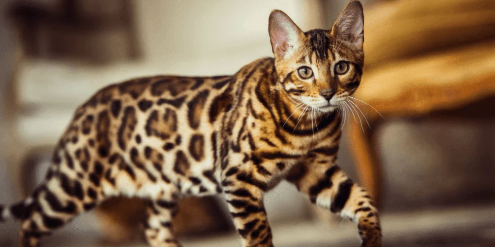 Personality of the bengal cat