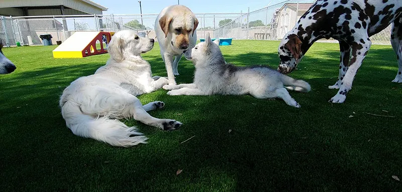 Pet Care Services in Canada