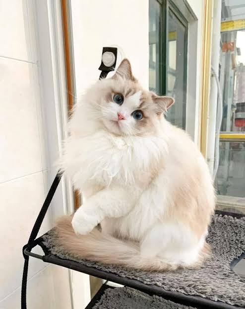 Personality of ragdoll cat considered as “Gentle Gients”: Doesn’t that sound strange to you?