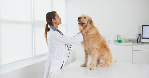 What will be the considerations of Spot Pet Insurance Costs in 2025: Factors that affect your premiums