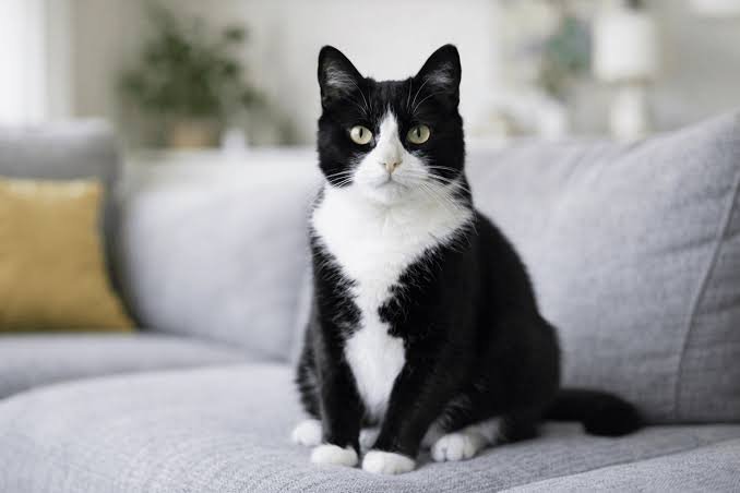 Top 10 Famous Tuxedo Cats in Pop Culture & History :
