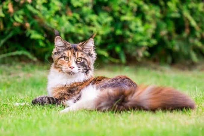 The history of the calico cat is mysterious : Which makes it even more fascinating for cat lovers.