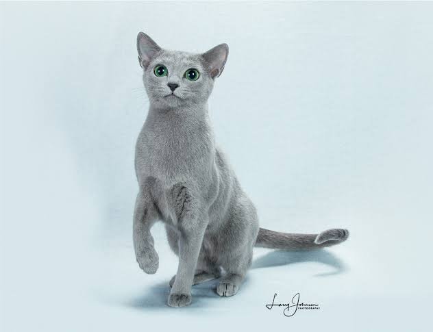 Are Russian Blue Cats Good with Kids and Families?