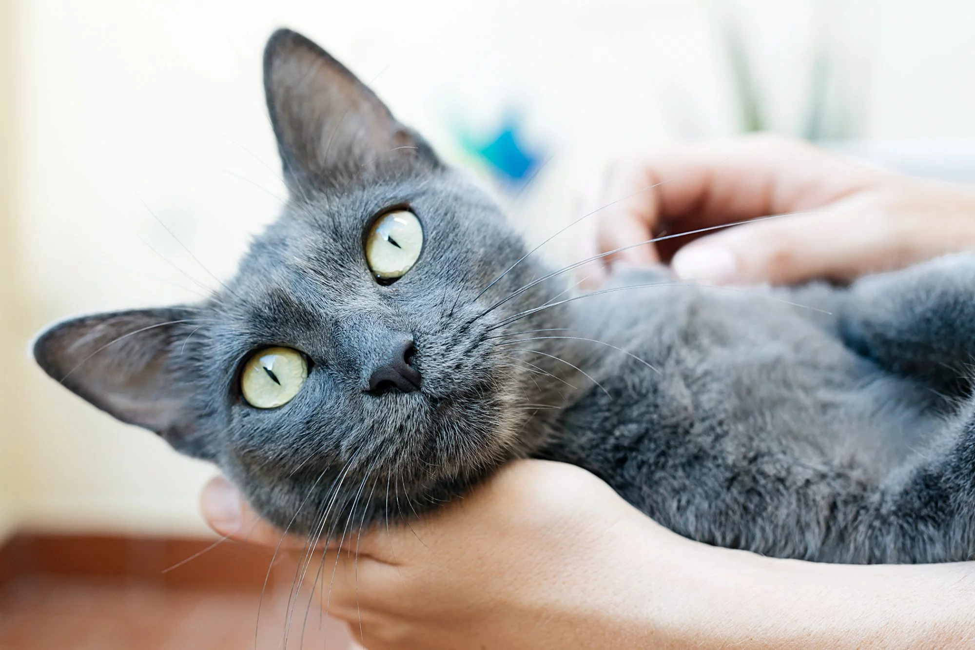 Russian Blue Cats