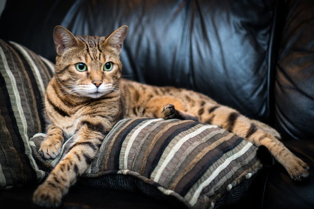 Bengal cats